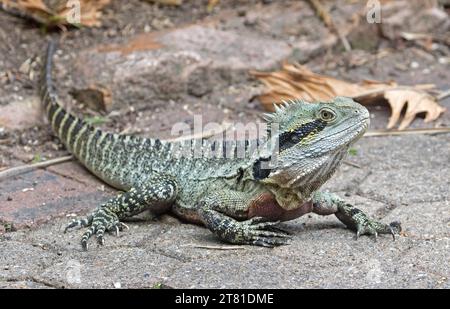 Drago d'acqua orientale, Physignathus leseurii, nella natura selvaggia nei parchi cittadini in Australia Foto Stock