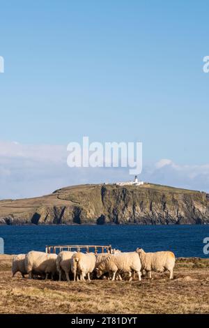 Alimentazione delle pecore a Scattness sulla Shetland Mainland, con Sumburgh Head sullo sfondo. Foto Stock