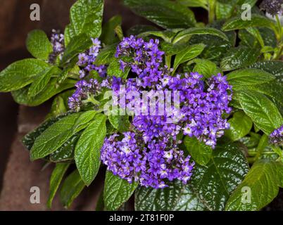 Gruppo di fiori profumati viola e foglie verdi scure di eliotropio, Heliotropium arborescens in un giardino australiano Foto Stock