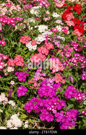 Colorare piante annuali, phlox, con fiori rossi, rosa e bianchi, massa piantata in un letto da giardino - in Australia Foto Stock