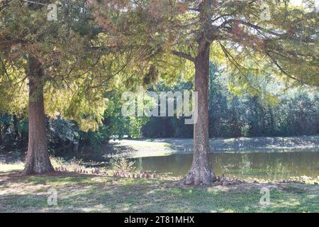 Cipresso calvo e strutture al ginocchio che sporgono dal bordo di un lago d'acqua dolce a Houston, Texas. Foto Stock