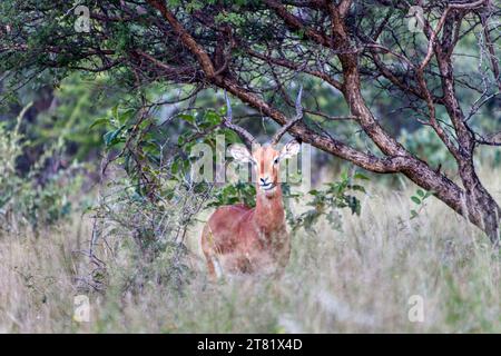 impala strisciante nel bosco e nella prateria dell'habitat naturale Foto Stock