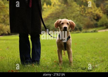 Donna con adorabile cucciolo Labrador Retriever all'aperto, primo piano Foto Stock