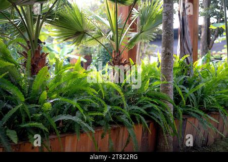 Architettura paesaggistica con molti alberi nel giardino Foto Stock