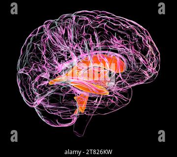 Sistema ventricolare del cervello di un bambino, illustrazione Foto Stock