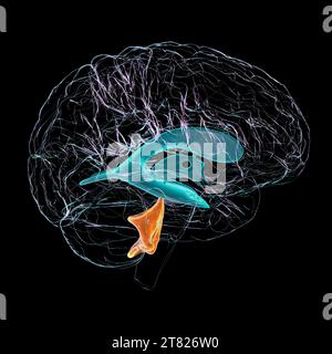 Quarto ventricolo del cervello ingrandito, illustrazione Foto Stock
