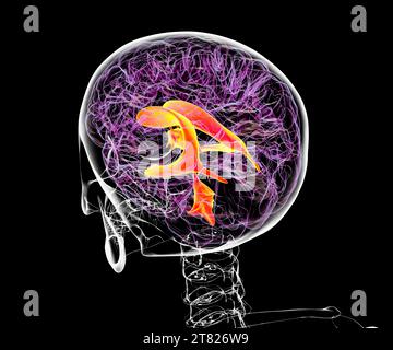 Sistema ventricolare del cervello, illustrazione Foto Stock