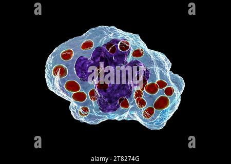 Istoplasma capsulato fungo in un macrofago, illustrazione Foto Stock