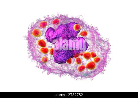 Istoplasma capsulato fungo in un macrofago, illustrazione Foto Stock