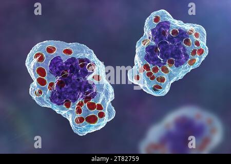 Istoplasma capsulato fungo in un macrofago, illustrazione Foto Stock