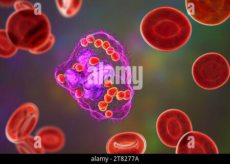 Istoplasma capsulato fungo in un macrofago, illustrazione Foto Stock