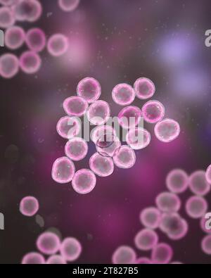 Batteri Staphylococcus, illustrazione Foto Stock