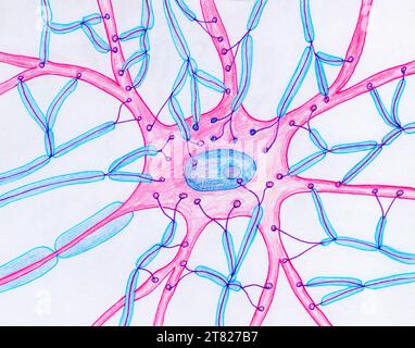 Terminazioni sinaptiche su un motoneurone, illustrazione Foto Stock