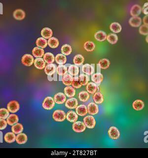 Batteri Staphylococcus, illustrazione Foto Stock