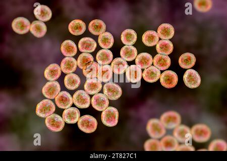 Batteri Staphylococcus, illustrazione Foto Stock