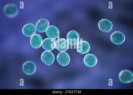 Batteri Staphylococcus, illustrazione Foto Stock