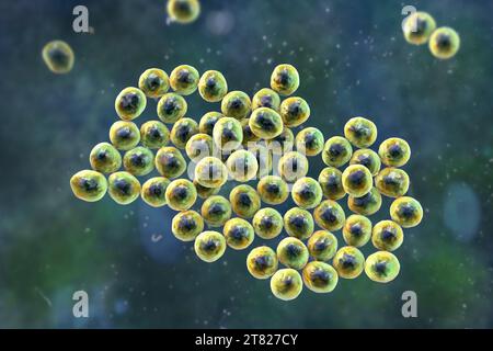 Batteri Staphylococcus, illustrazione Foto Stock