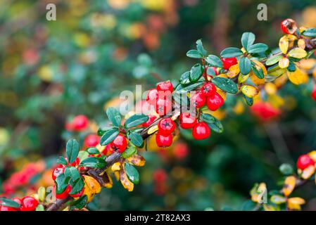 Cotoneaster orizzontalis frutti rossi autunnali primo piano messa a fuoco selettiva Foto Stock