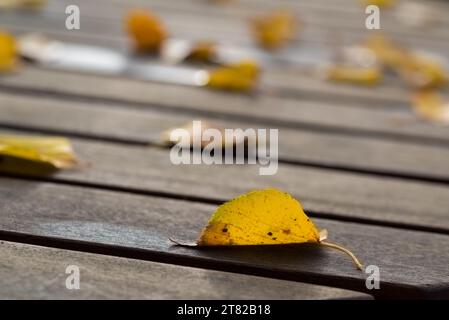 foglie autunnali gialle su sfondo in legno messa a fuoco selettiva Foto Stock