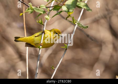 Primo piano di un Warbler giallo arroccato su un arbusto verde durante la migrazione primaverile, Ontario, Canada Foto Stock
