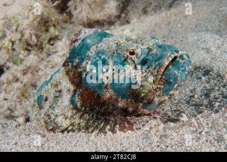 Pesce scorpione megattere (Scorpaenopsis diabolus) giovanile, sito di immersione House Reef, Mangrove Bay, El Quesir, Mar Rosso, Egitto Foto Stock