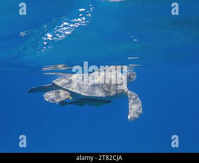 Tartaruga verde (Chelonia mydas) con un guardiano della nave (Remora remora) appena sotto la superficie. Sito di immersione Marsa Shona Reef, Egitto, Mar Rosso Foto Stock