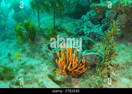 Spugne di varie forme tra alghe sulla scogliera rocciosa nell'Oceano Pacifico temperato. Località: Leigh nuova Zelanda Foto Stock