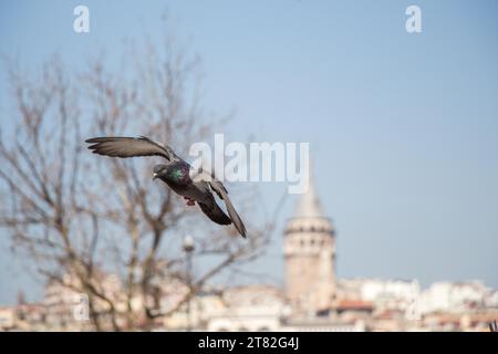 Piccione singolo in aria con le ali aperte Foto Stock