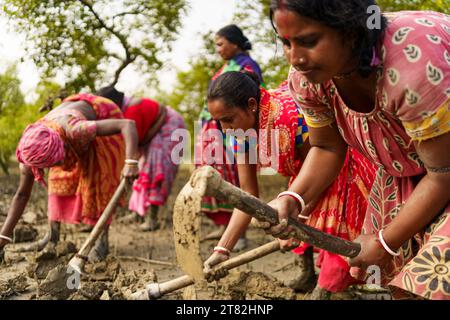 Sundarbans, India. 4 novembre 2023. Le donne indiane sono viste scavare con le pale in una piantagione di mangrovie. I Sundarbans sono la regione del delta del Gange nello stato del Bengala Occidentale, dove gli effetti del cambiamento climatico sono già visibili. L'erosione costiera causata dall'innalzamento del livello del mare, da cicloni sempre più forti e dall'aumento della salinità dell'acqua dolce sono tra i principali problemi per le persone che vivono nella regione. (Foto di Davide Bonaldo/SOPA Images/Sipa USA) credito: SIPA USA/Alamy Live News Foto Stock