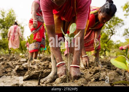 Sundarbans, India. 4 novembre 2023. Le donne indiane piantano giovani mangrovie germogliano in una piantagione di mangrovie. I Sundarbans sono la regione del delta del Gange nello stato del Bengala Occidentale, dove gli effetti del cambiamento climatico sono già visibili. L'erosione costiera causata dall'innalzamento del livello del mare, da cicloni sempre più forti e dall'aumento della salinità dell'acqua dolce sono tra i principali problemi per le persone che vivono nella regione. (Foto di Davide Bonaldo/SOPA Images/Sipa USA) credito: SIPA USA/Alamy Live News Foto Stock