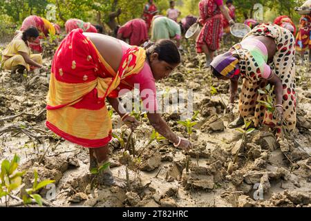 Sundarbans, India. 4 novembre 2023. Le donne indiane piantano giovani mangrovie germogliano in una piantagione di mangrovie. I Sundarbans sono la regione del delta del Gange nello stato del Bengala Occidentale, dove gli effetti del cambiamento climatico sono già visibili. L'erosione costiera causata dall'innalzamento del livello del mare, da cicloni sempre più forti e dall'aumento della salinità dell'acqua dolce sono tra i principali problemi per le persone che vivono nella regione. Credito: SOPA Images Limited/Alamy Live News Foto Stock