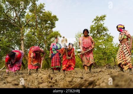 Sundarbans, India. 4 novembre 2023. Le donne indiane sono viste scavare con le pale in una piantagione di mangrovie. I Sundarbans sono la regione del delta del Gange nello stato del Bengala Occidentale, dove gli effetti del cambiamento climatico sono già visibili. L'erosione costiera causata dall'innalzamento del livello del mare, da cicloni sempre più forti e dall'aumento della salinità dell'acqua dolce sono tra i principali problemi per le persone che vivono nella regione. Credito: SOPA Images Limited/Alamy Live News Foto Stock