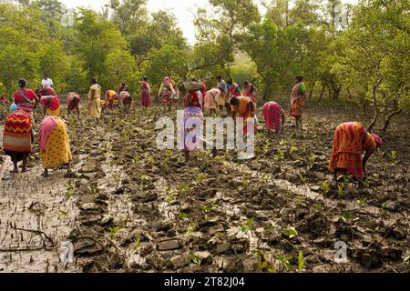 Sundarbans, India. 4 novembre 2023. Le donne indiane piantano giovani mangrovie germogliano in una piantagione di mangrovie. I Sundarbans sono la regione del delta del Gange nello stato del Bengala Occidentale, dove gli effetti del cambiamento climatico sono già visibili. L'erosione costiera causata dall'innalzamento del livello del mare, da cicloni sempre più forti e dall'aumento della salinità dell'acqua dolce sono tra i principali problemi per le persone che vivono nella regione. (Immagine di credito: © Davide Bonaldo/SOPA Images via ZUMA Press Wire) SOLO PER USO EDITORIALE! Non per USO commerciale! Foto Stock