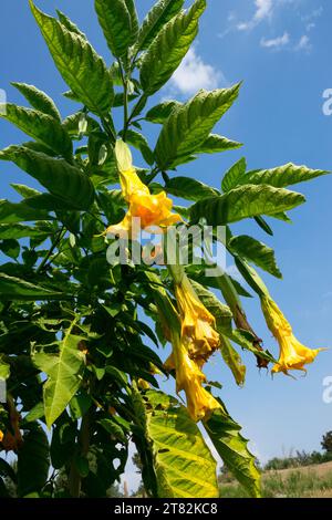 Angel Trumpet, Plant, Garden, Brugmansia suaveolens, tromba, fiori, foglie Foto Stock