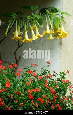 Piante su balcone, Pelargoniums, Brugmansia suaveolens, Angels tromba Foto Stock