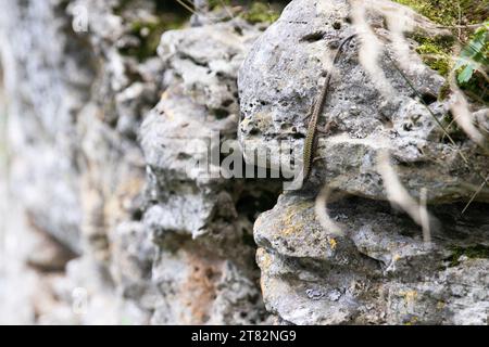 Una lucertola selvaggia siede su una roccia Foto Stock