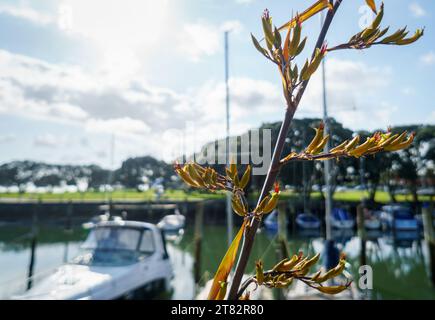 Fresco lino neozelandese (Harakeke) in sprint alla Milford Beach Reserve. Barche ormeggiate sulle rive dell'acqua. Milford. Auckland. Foto Stock
