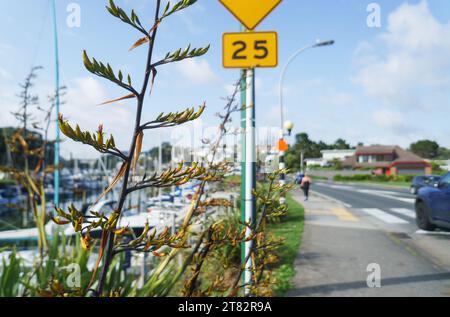 Fresco lino neozelandese (Harakeke) in sprint alla Milford Beach Reserve. Persone non riconoscibili che camminano sul marciapiede pedonale. Milford. Auckla Foto Stock