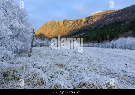 Paesaggio invernale caratterizzato da erba ghiacciata e alberi sullo sfondo di una montagna in una giornata limpida Foto Stock