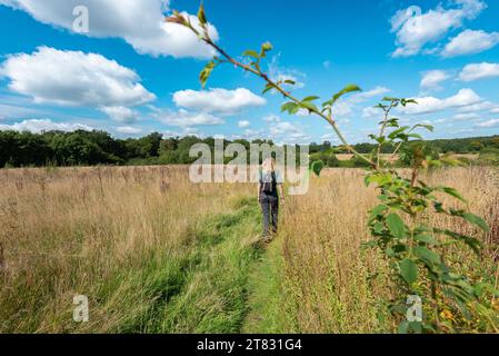 Una donna si diverte a passeggiare in campagna attraverso un campo con erba lunga in una chiara giornata estiva nell'Hertfordshire, Inghilterra Foto Stock