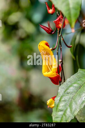 Primo piano di un fiore della tromba Mysore (Thunbergia mysorensis) Foto Stock