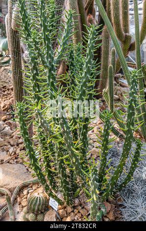 Primo piano di un cactus di Eve's pin, Opuntia Subulata Foto Stock