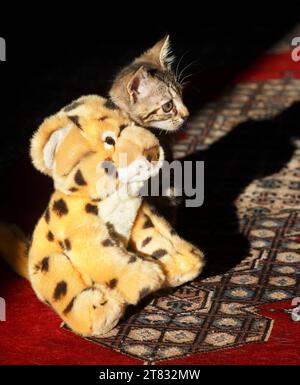 Un gattino tabby di due mesi che imita un leopardo morbido e coccoloso Foto Stock