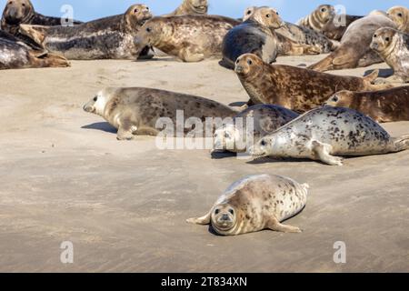 Phoques gris sur un banc de Sable, Francia, Côte d'opale, hiver Foto Stock