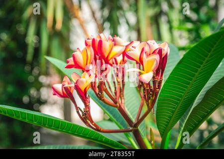 Fiori di Frangipani rosa in piena fioritura (Plumeria) Foto Stock