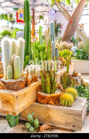 Vari cactus e succulenti, piante domestiche in vaso decorativo in un negozio. Cactus e succulento concetto di disposizione del giardino Foto Stock