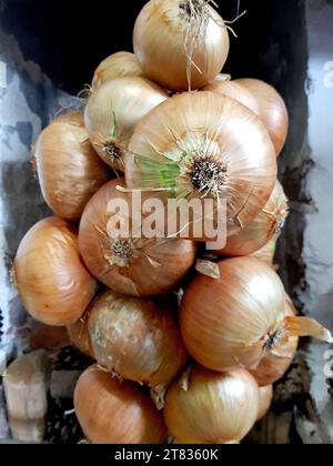 Primo piano di un mazzo di cipolle mature legate sul filo. Foto Stock