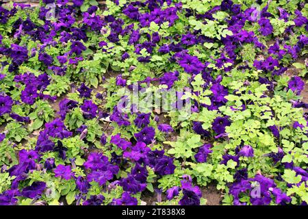 Petunia viola come letto di fiori su una strada della città da vicino Foto Stock