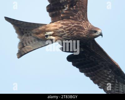 Black Kite (Milvus migrans), in volo, riserva naturale mai po, Hong Kong, Cina Foto Stock