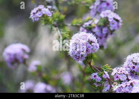 Fiori rosa di fiore piuma nativo dell'Australia Occidentale, Verticordia plumosa, famiglia Myrtaceae. Endemico della macchia, brughiera. mallee sw WA Foto Stock